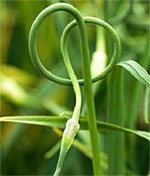 Garlic scapes Ohio